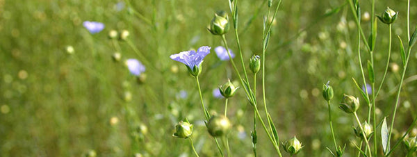 about linen