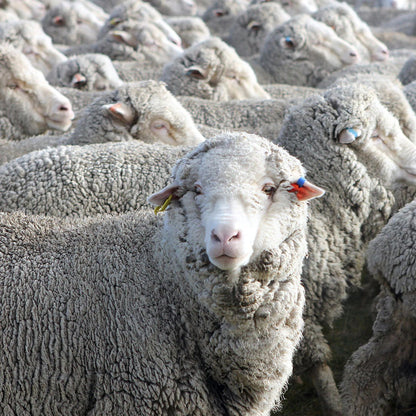 YARN／ファンテイル・ラグランロングスリーブ